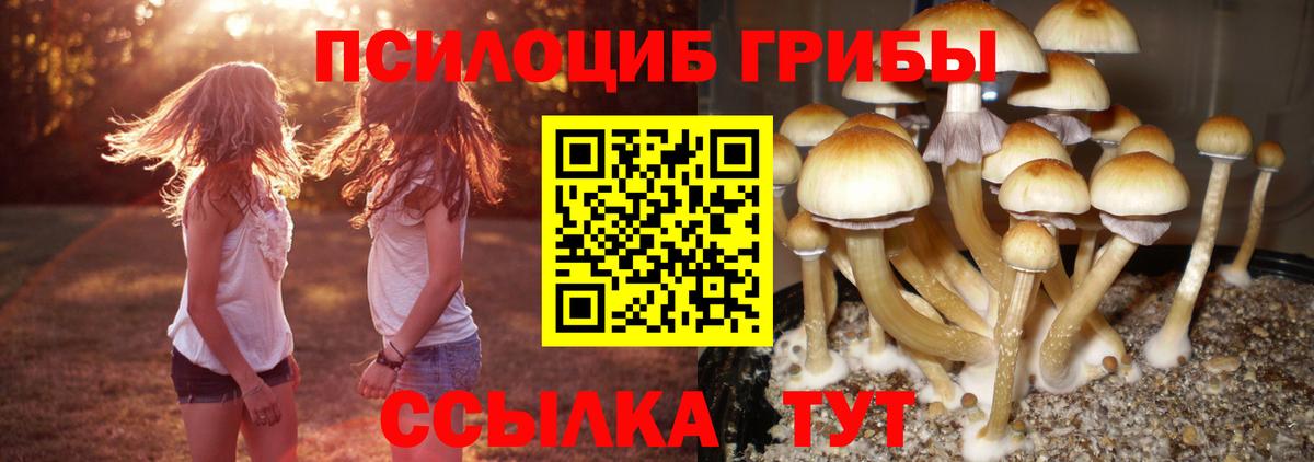 Галлюциногенные грибы Cubensis  Галлюциногенные грибы Psilocybine cubensis  Будённовск  Вход с VPN 